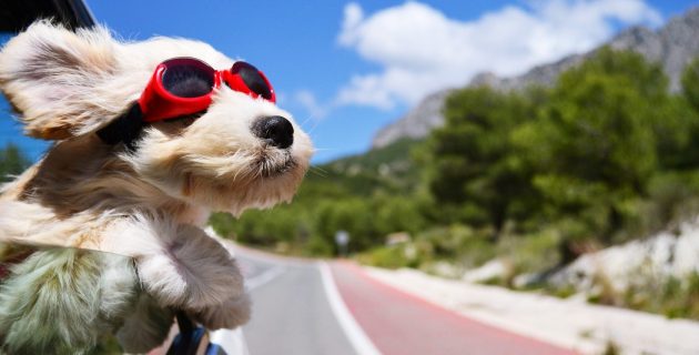 Passeport pour chien